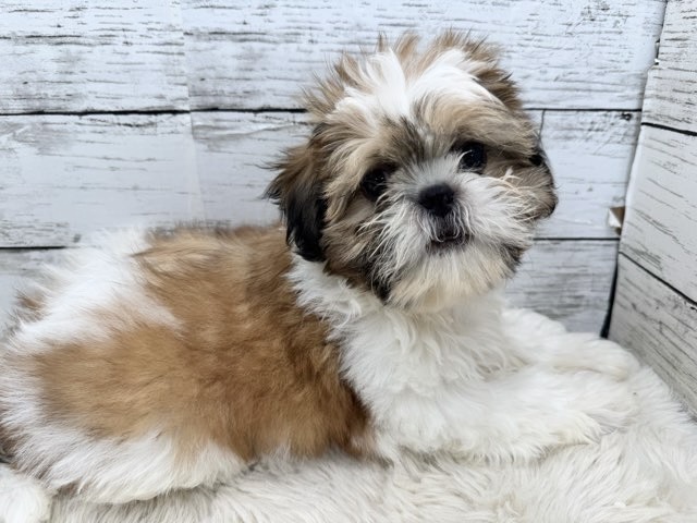 新潟県のシーズー (かねだいペットトライアル魚沼/2025年9月9日生まれ/男の子/ホワイトゴールド)の子犬の4枚目の画像