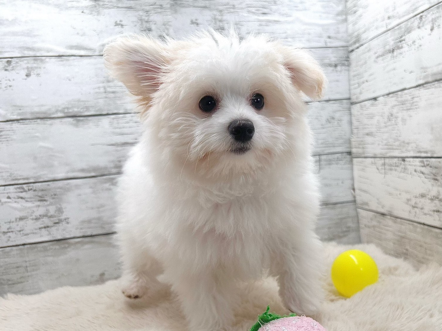 新潟県のポメビション(ポメラニアン×ビションフリーゼ) (かねだいペットトライアル魚沼/2025年8月8日生まれ/男の子/ホワイト)の子犬の1枚目の画像