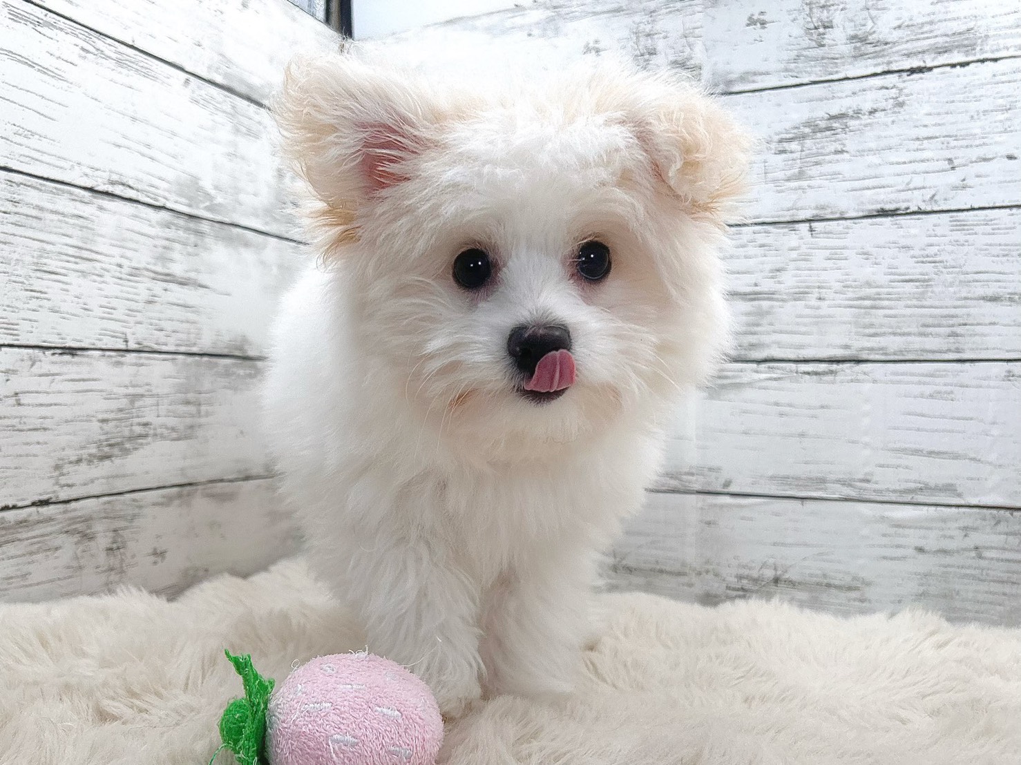 新潟県のポメビション(ポメラニアン×ビションフリーゼ) (かねだいペットトライアル魚沼/2025年8月8日生まれ/男の子/ホワイト)の子犬の2枚目の画像