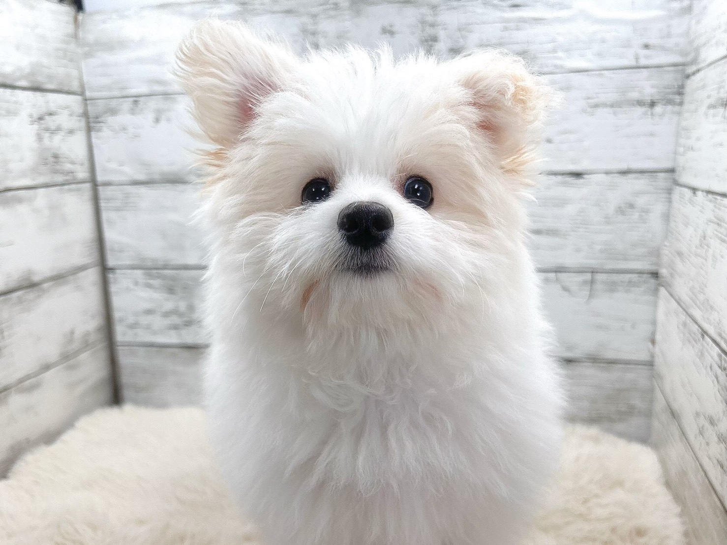 新潟県のポメビション(ポメラニアン×ビションフリーゼ) (かねだいペットトライアル魚沼/2025年8月8日生まれ/男の子/ホワイト)の子犬の3枚目の画像