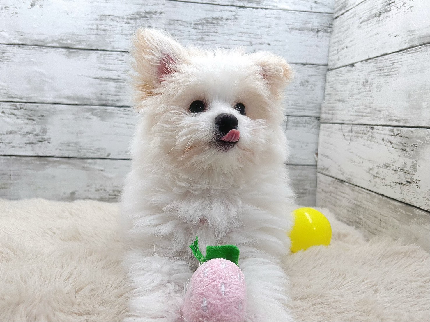 新潟県のポメビション(ポメラニアン×ビションフリーゼ) (かねだいペットトライアル魚沼/2025年8月8日生まれ/男の子/ホワイト)の子犬の4枚目の画像