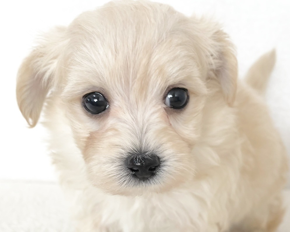 群馬県のマルプー(マルチーズ×プードル) (かねだいペットトライアル桐生/2025年10月14日生まれ/男の子/クリーム)の子犬の1枚目の画像