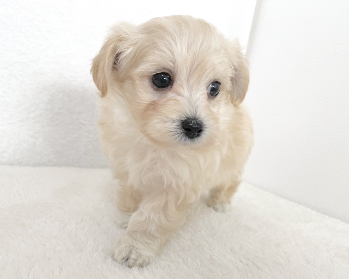 群馬県のマルプー(マルチーズ×プードル) (かねだいペットトライアル桐生/2025年10月14日生まれ/男の子/クリーム)の子犬の3枚目の画像