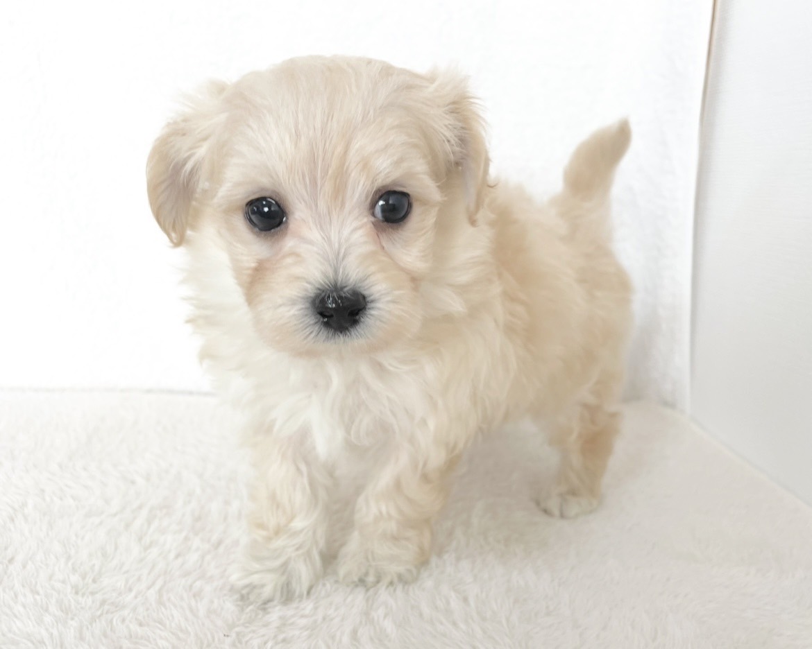 群馬県のマルプー(マルチーズ×プードル) (かねだいペットトライアル桐生/2025年10月14日生まれ/男の子/クリーム)の子犬の2枚目の画像
