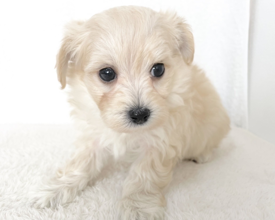 群馬県のマルプー(マルチーズ×プードル) (かねだいペットトライアル桐生/2025年10月14日生まれ/男の子/クリーム)の子犬の4枚目の画像