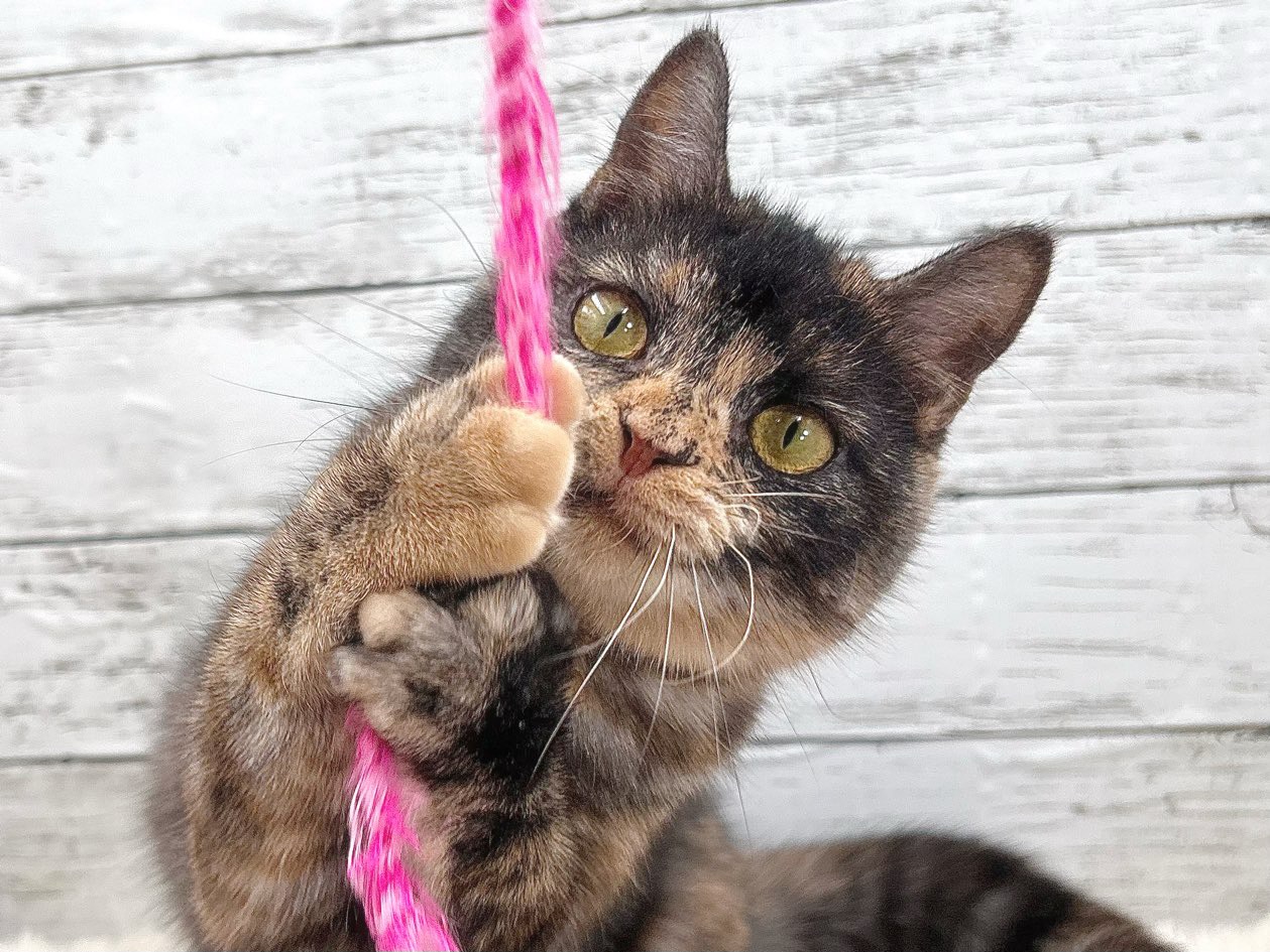 新潟県のスコティッシュフォールド (かねだいペットトライアル魚沼/2025年5月11日生まれ/女の子/トーティー)の子猫の1枚目の画像