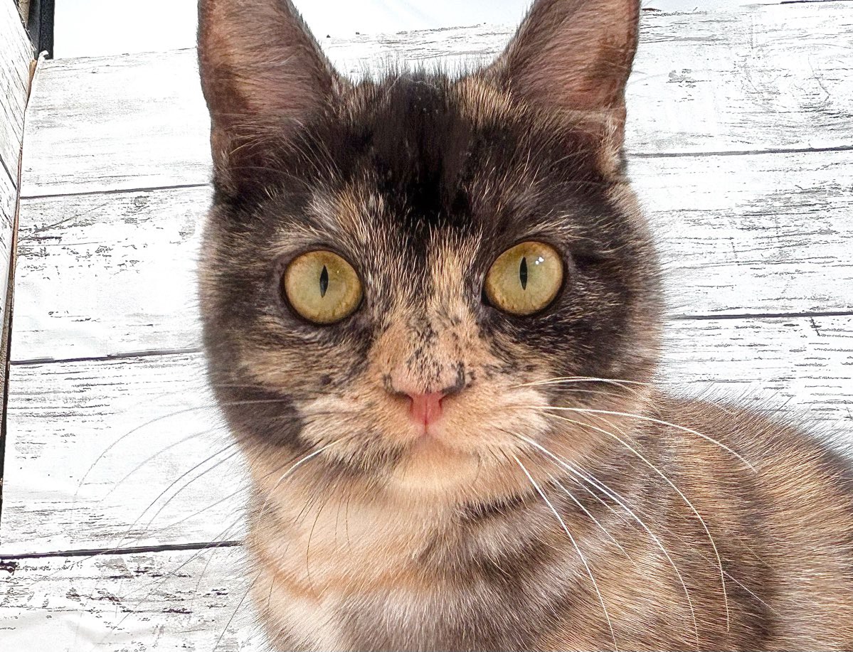 新潟県のスコティッシュフォールド (かねだいペットトライアル魚沼/2025年5月11日生まれ/女の子/トーティー)の子猫の2枚目の画像