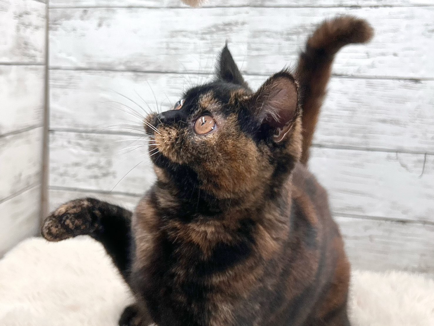 新潟県のスコティッシュフォールド (かねだいペットトライアル魚沼/2025年5月18日生まれ/女の子/トーティー)の子猫の2枚目の画像