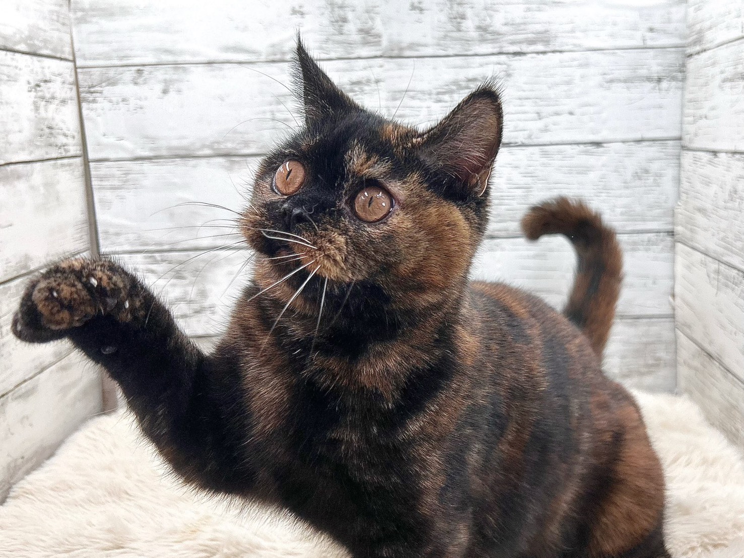 新潟県のスコティッシュフォールド (かねだいペットトライアル魚沼/2025年5月18日生まれ/女の子/トーティー)の子猫の3枚目の画像