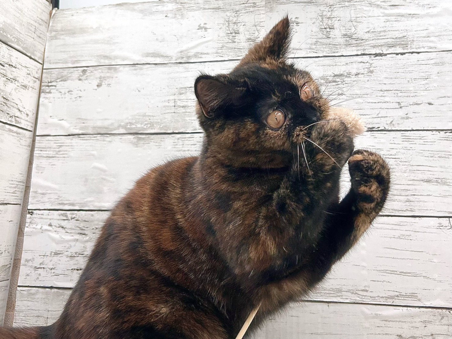 新潟県のスコティッシュフォールド (かねだいペットトライアル魚沼/2025年5月18日生まれ/女の子/トーティー)の子猫の4枚目の画像
