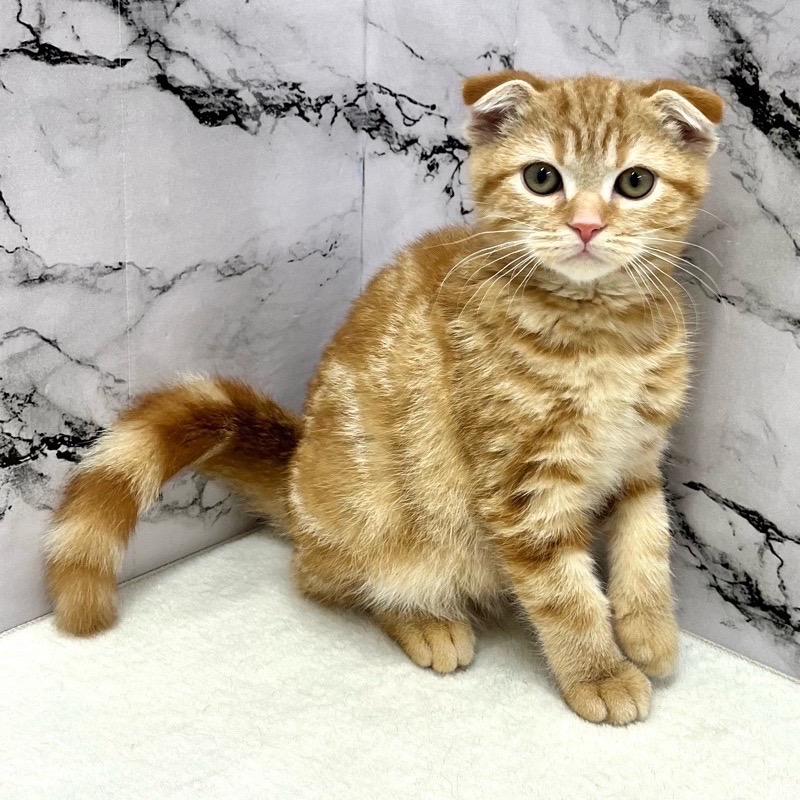 神奈川県のスコティッシュフォールド (かねだい東戸塚店/2025年8月29日生まれ/男の子/レッドタビー)の子猫の1枚目の画像