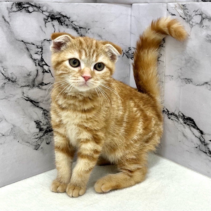 神奈川県のスコティッシュフォールド (かねだい東戸塚店/2025年8月29日生まれ/男の子/レッドタビー)の子猫の2枚目の画像