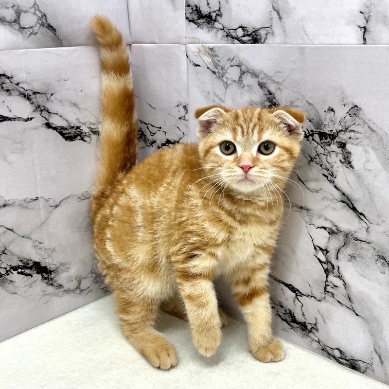 神奈川県のスコティッシュフォールド (かねだい東戸塚店/2025年8月29日生まれ/男の子/レッドタビー)の子猫の3枚目の画像