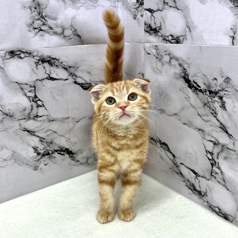 神奈川県のスコティッシュフォールド (かねだい東戸塚店/2025年8月29日生まれ/男の子/レッドタビー)の子猫の4枚目の画像