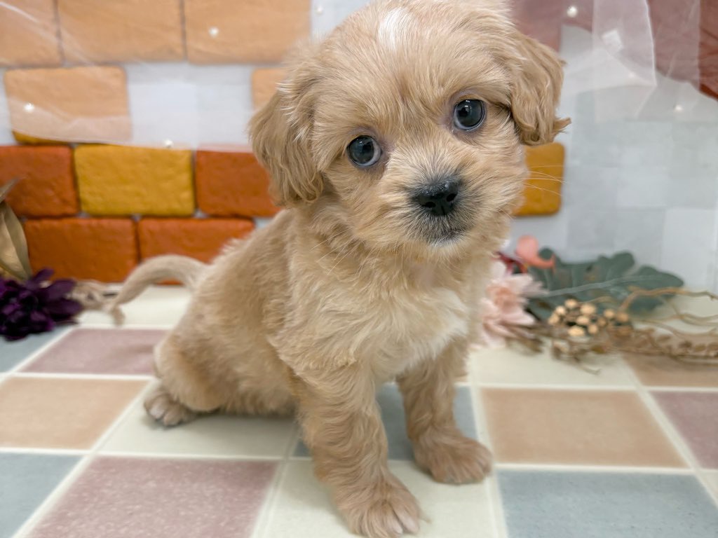 群馬県のペキプー(ペキニーズ×プードル) (かねだいペットトライアル前橋/2025年10月13日生まれ/男の子/クリーム)の子犬の1枚目の画像