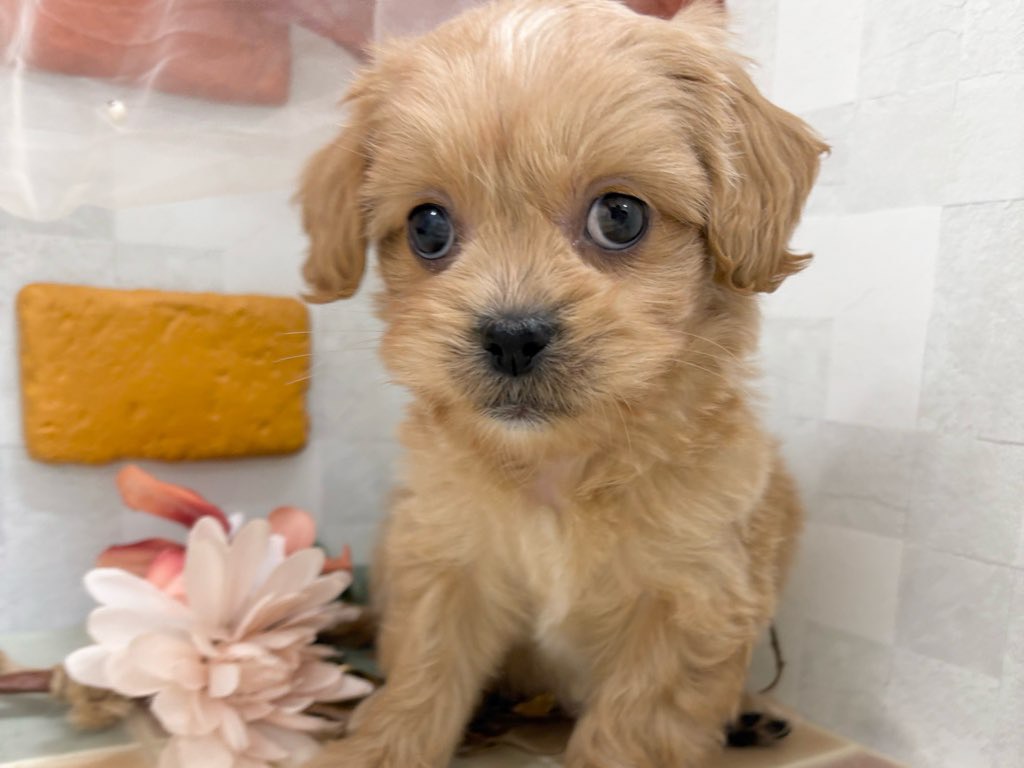 群馬県のペキプー(ペキニーズ×プードル) (かねだいペットトライアル前橋/2025年10月13日生まれ/男の子/クリーム)の子犬の2枚目の画像