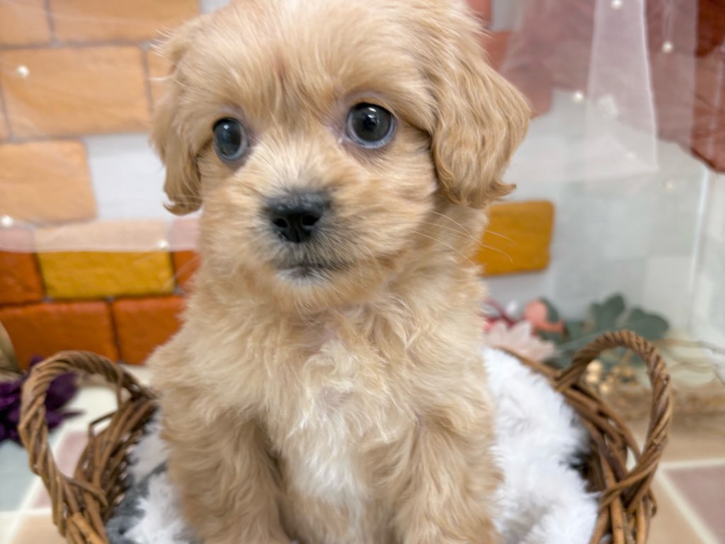 群馬県のペキプー(ペキニーズ×プードル) (かねだいペットトライアル前橋/2025年10月13日生まれ/男の子/クリーム)の子犬の3枚目の画像