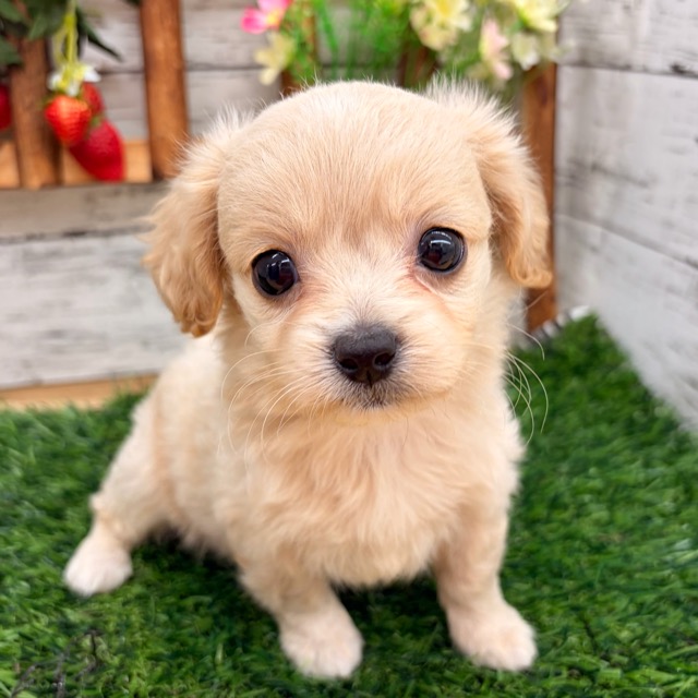 埼玉県のペキプー(ペキニーズ×プードル) (かねだい所沢店/2025年10月11日生まれ/女の子/その他色)の子犬の1枚目の画像