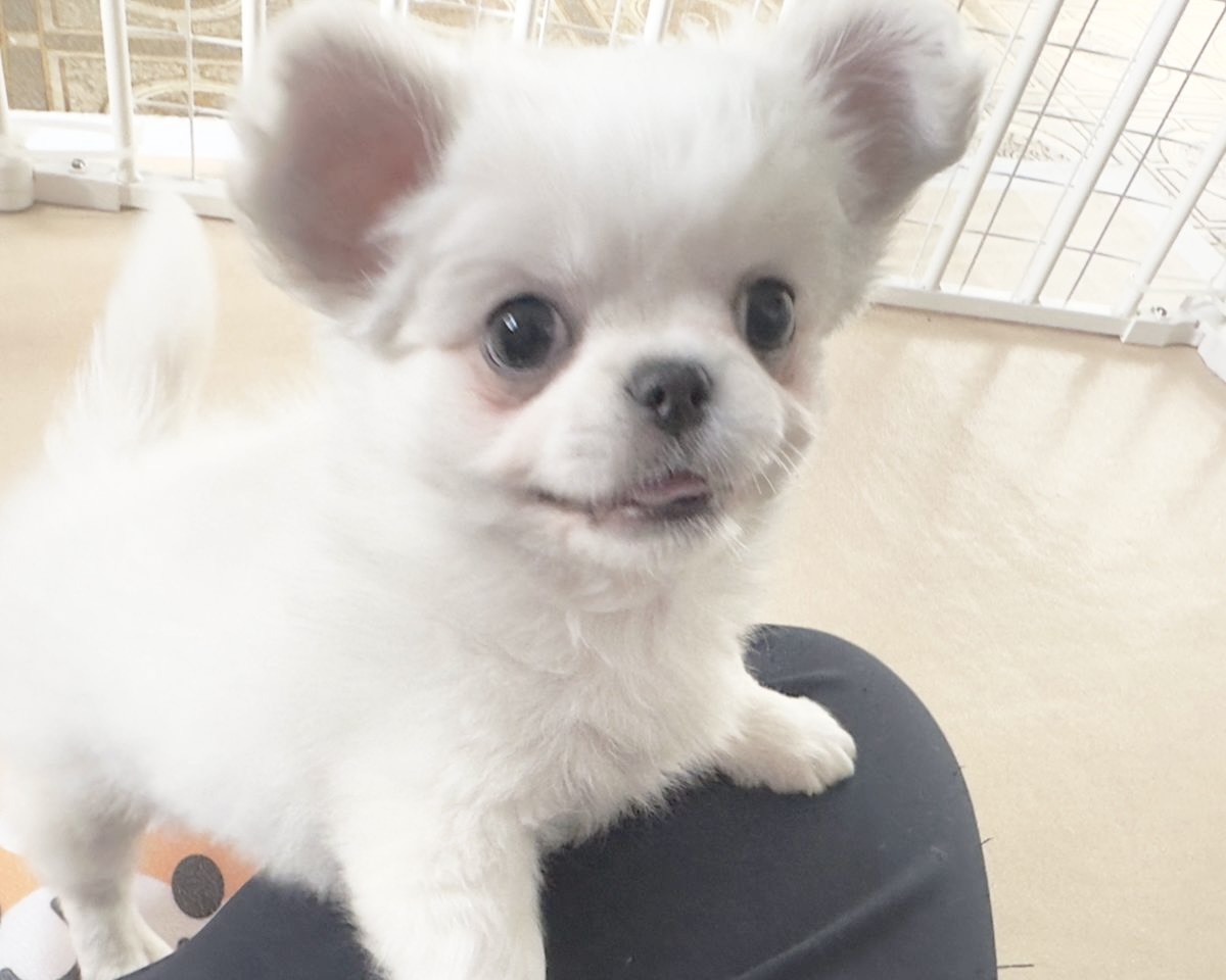 群馬県のチワワ（L）×ペキニーズ (かねだいペットトライアル桐生/2025年10月5日生まれ/男の子/ホワイト)の子犬の2枚目の画像