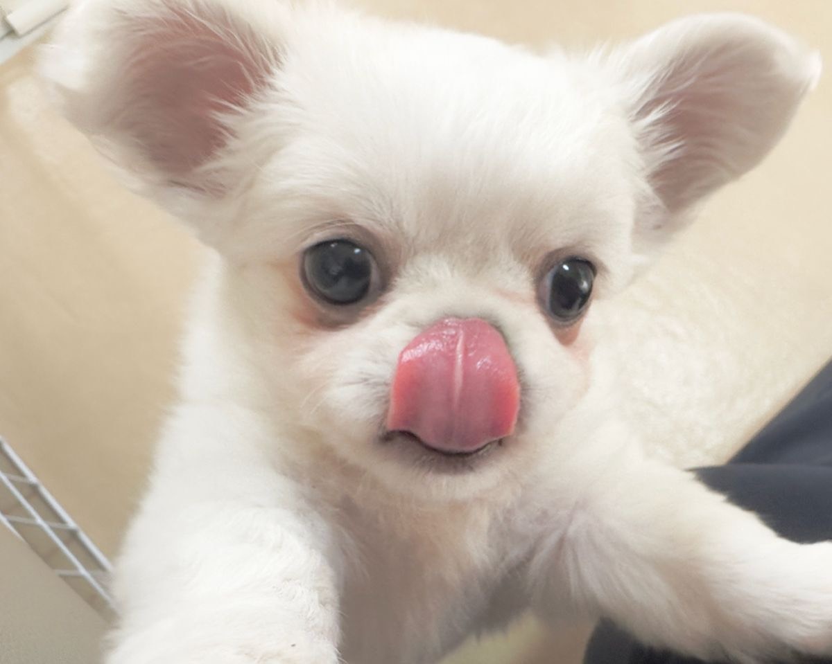 群馬県のチワワ（L）×ペキニーズ (かねだいペットトライアル桐生/2025年10月5日生まれ/男の子/ホワイト)の子犬の3枚目の画像