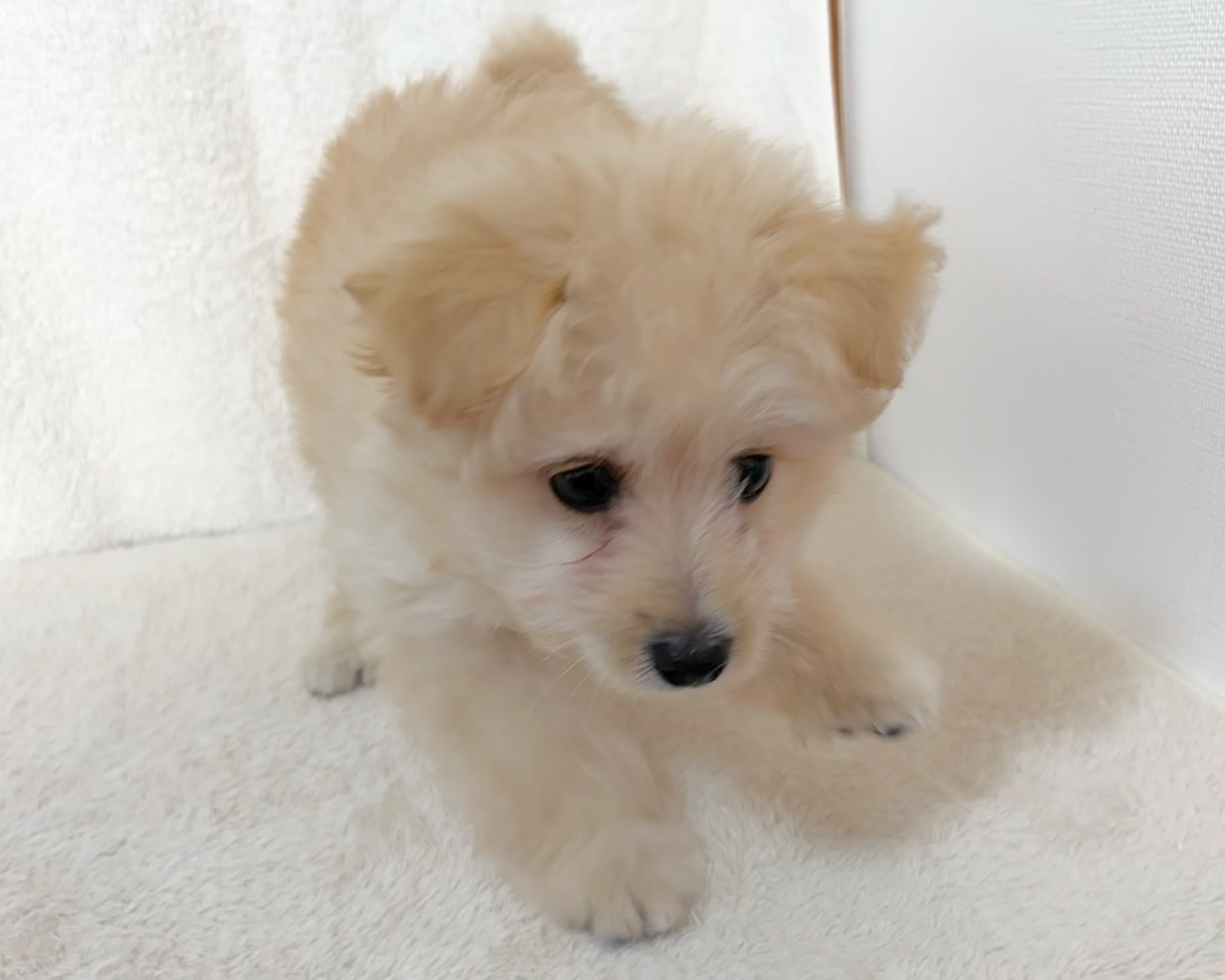 群馬県のポメプー(ポメラニアン×プードル) (かねだいペットトライアル桐生/2025年9月23日生まれ/女の子/クリーム)の子犬の3枚目の画像