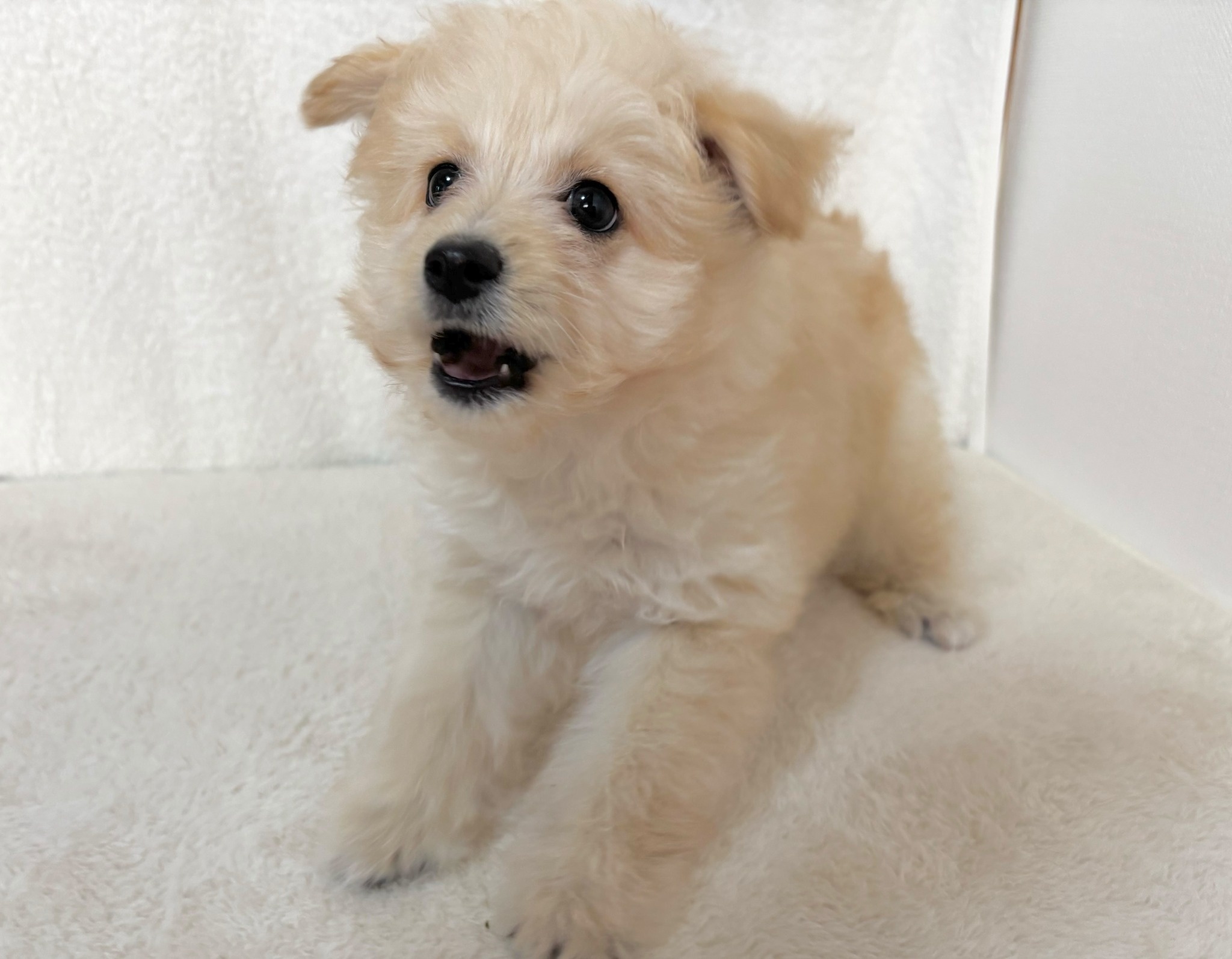 群馬県のポメプー(ポメラニアン×プードル) (かねだいペットトライアル桐生/2025年9月23日生まれ/女の子/クリーム)の子犬の2枚目の画像