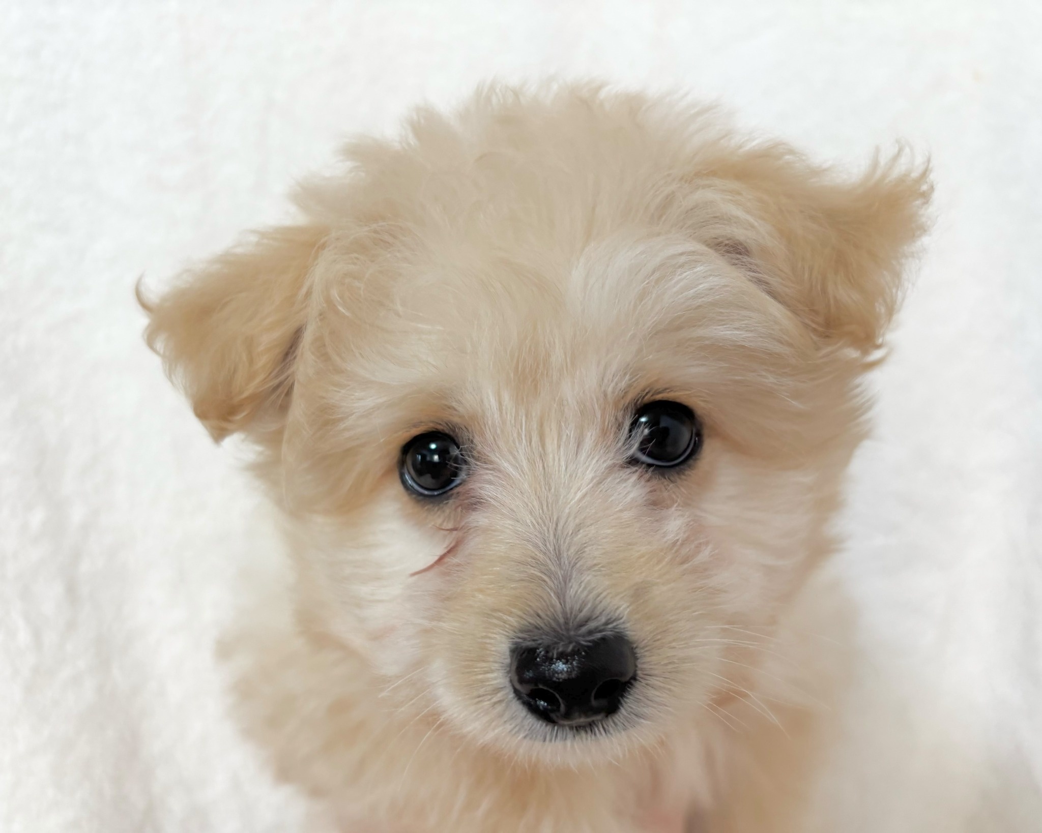 群馬県のポメプー(ポメラニアン×プードル) (かねだいペットトライアル桐生/2025年9月23日生まれ/女の子/クリーム)の子犬の1枚目の画像