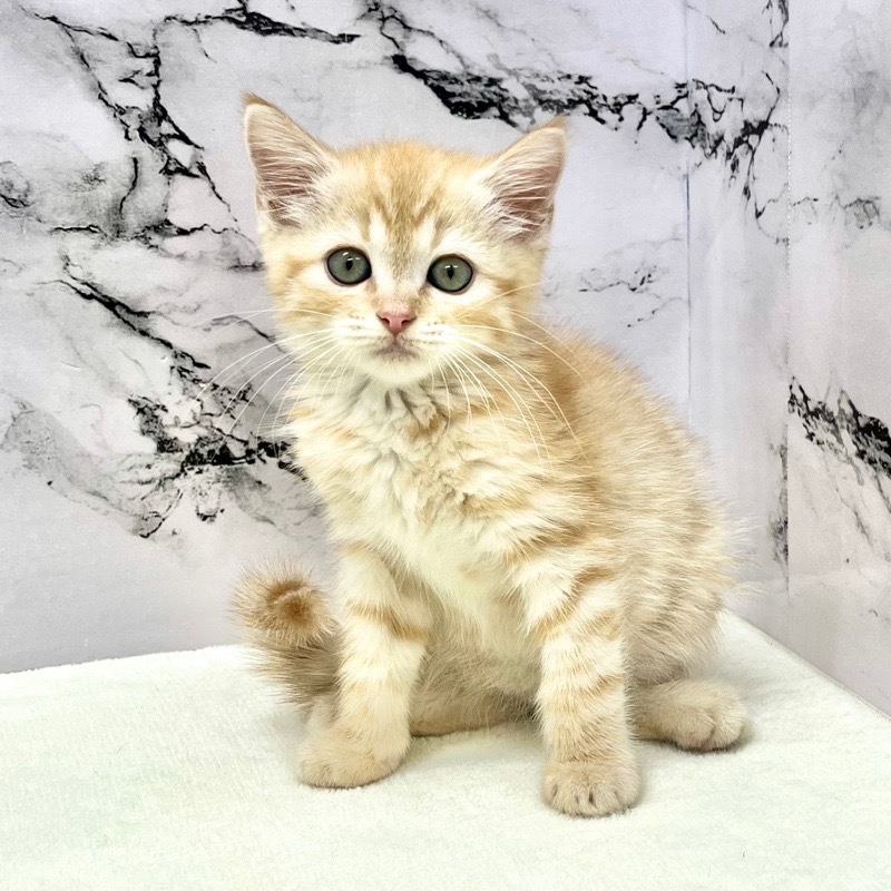 神奈川県のマンチカン (かねだい東戸塚店/2025年9月26日生まれ/男の子/レッドタビー)の子猫の1枚目の画像