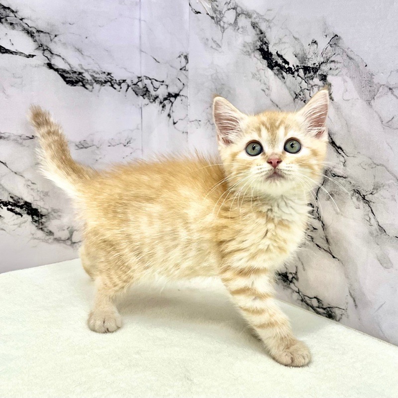 神奈川県のマンチカン (かねだい東戸塚店/2025年9月26日生まれ/男の子/レッドタビー)の子猫の2枚目の画像