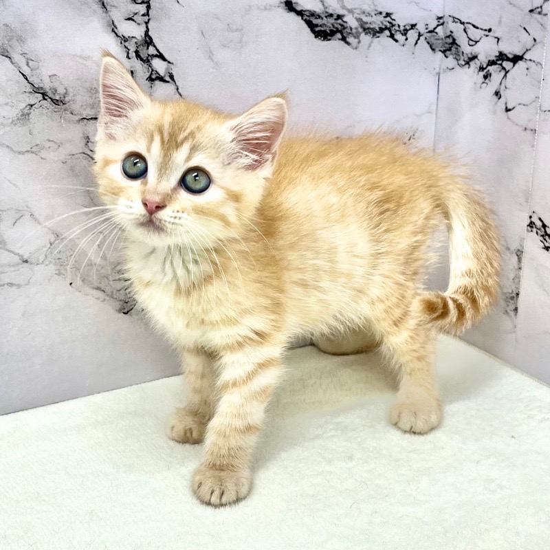 神奈川県のマンチカン (かねだい東戸塚店/2025年9月26日生まれ/男の子/レッドタビー)の子猫の3枚目の画像