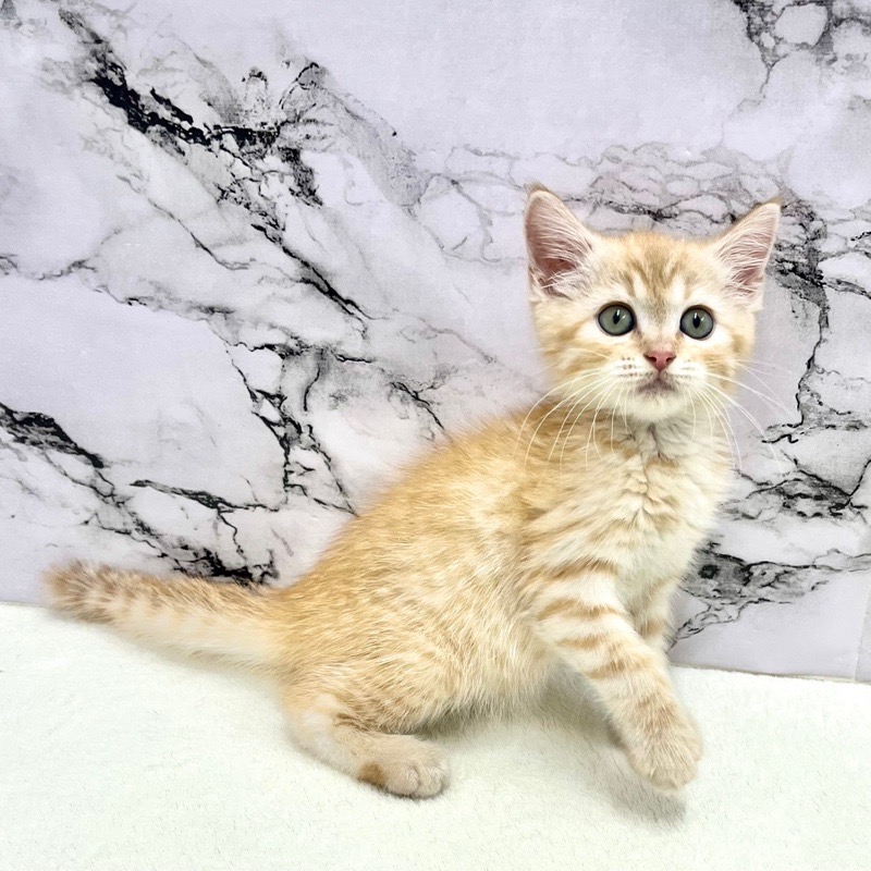 神奈川県のマンチカン (かねだい東戸塚店/2025年9月26日生まれ/男の子/レッドタビー)の子猫の4枚目の画像