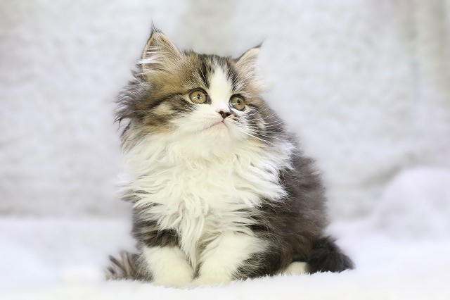 埼玉県のフォールデックス (かねだい草加店/2025年10月10日生まれ/女の子/ブラウンタビーホワイト)の子猫の1枚目の画像