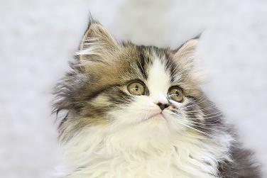 埼玉県のフォールデックス (かねだい草加店/2025年10月10日生まれ/女の子/ブラウンタビーホワイト)の子猫の2枚目の画像