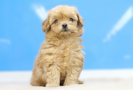 埼玉県のペキプー(ペキニーズ×プードル) (かねだい草加店/2025年10月15日生まれ/女の子/アプリコット)の子犬の1枚目の画像