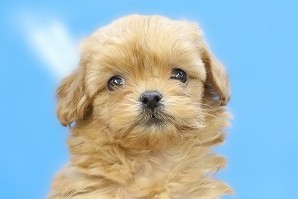 埼玉県のペキプー(ペキニーズ×プードル) (かねだい草加店/2025年10月15日生まれ/女の子/アプリコット)の子犬の2枚目の画像