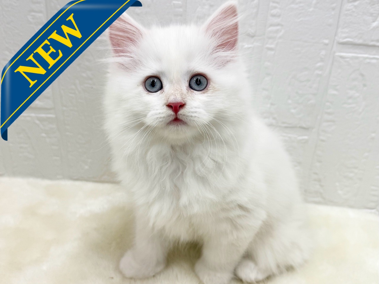 東京都のサイベリアン (かねだい青梅店/2025年10月12日生まれ/男の子/レッドポイント)の子猫の1枚目の画像