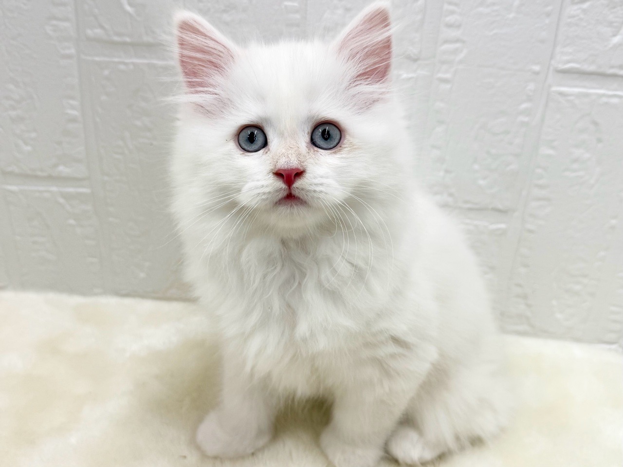 東京都のサイベリアン (かねだい青梅店/2025年10月12日生まれ/男の子/レッドポイント)の子猫の2枚目の画像