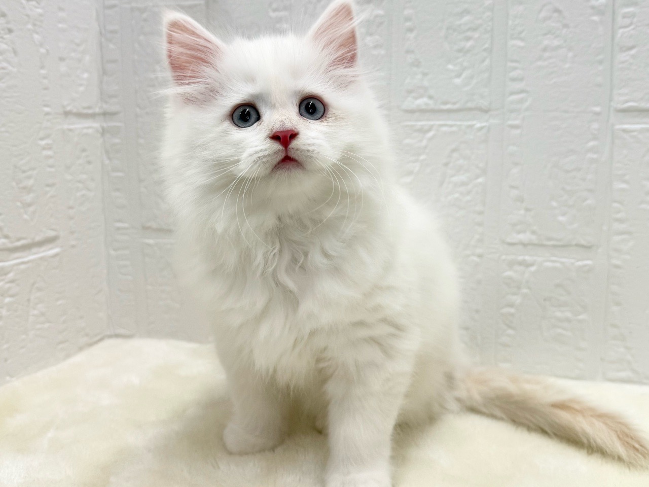 東京都のサイベリアン (かねだい青梅店/2025年10月12日生まれ/男の子/レッドポイント)の子猫の3枚目の画像