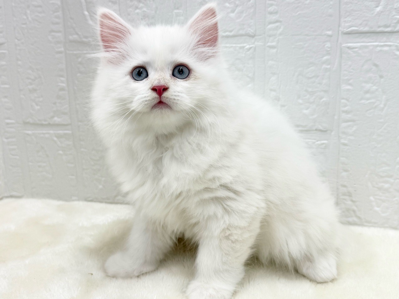 東京都のサイベリアン (かねだい青梅店/2025年10月12日生まれ/男の子/レッドポイント)の子猫の4枚目の画像