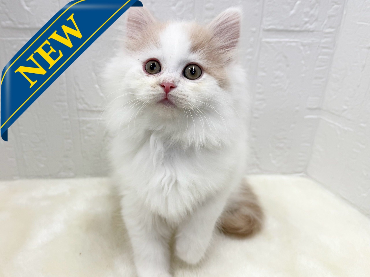 東京都のサイベリアン (かねだい青梅店/2025年10月12日生まれ/男の子/レッドホワイト)の子猫の1枚目の画像