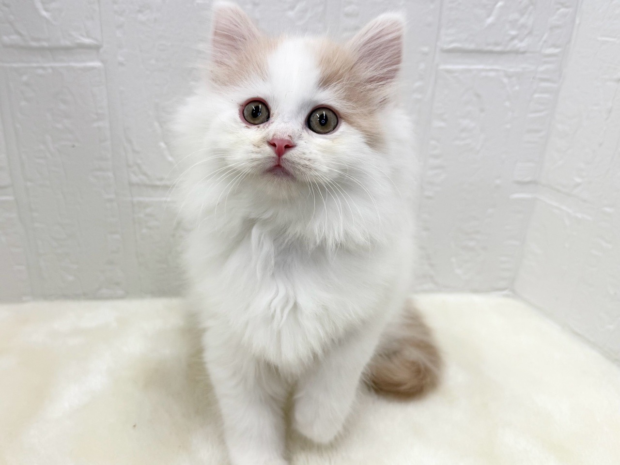 東京都のサイベリアン (かねだい青梅店/2025年10月12日生まれ/男の子/レッドホワイト)の子猫の2枚目の画像