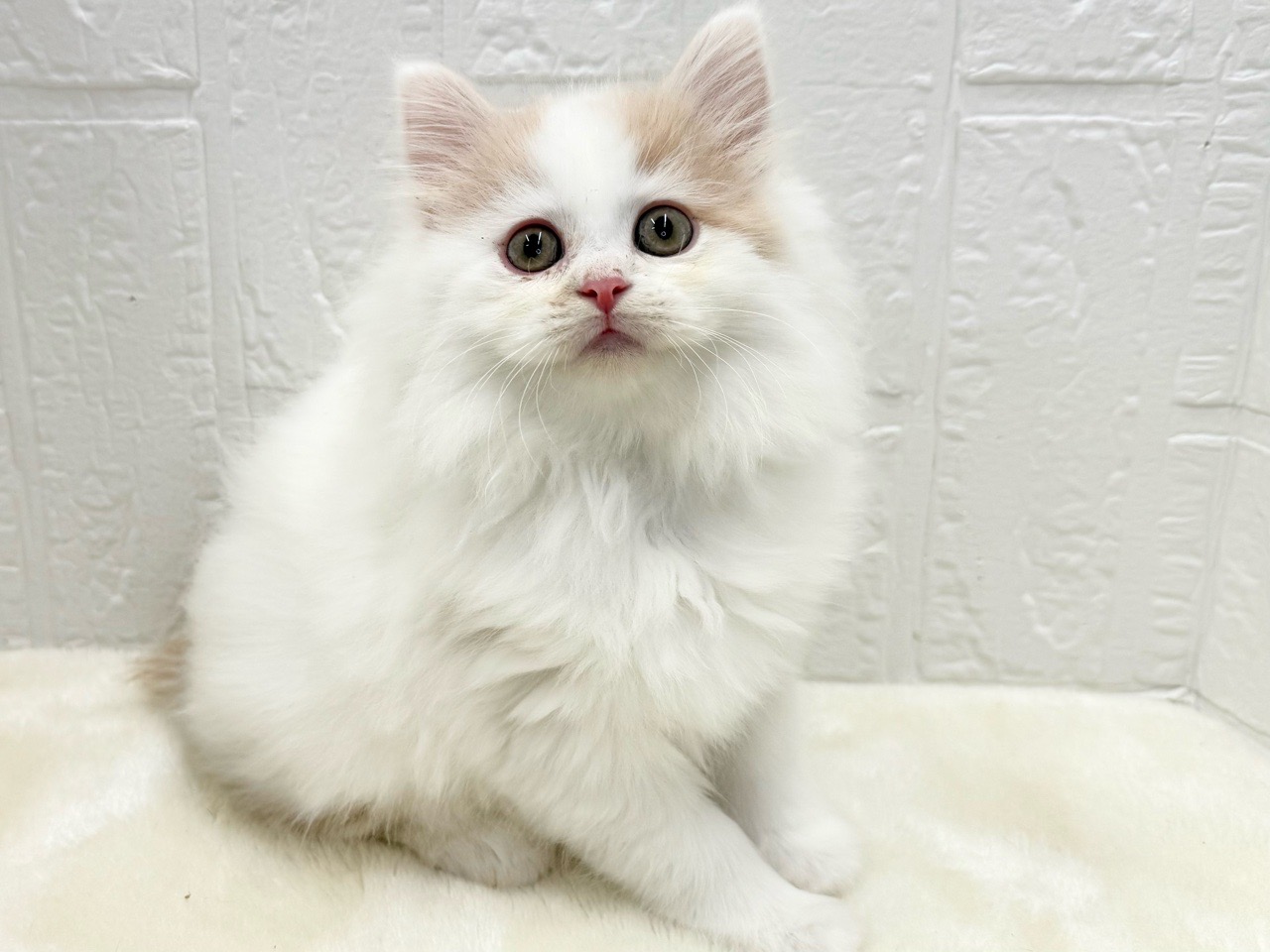 東京都のサイベリアン (かねだい青梅店/2025年10月12日生まれ/男の子/レッドホワイト)の子猫の3枚目の画像