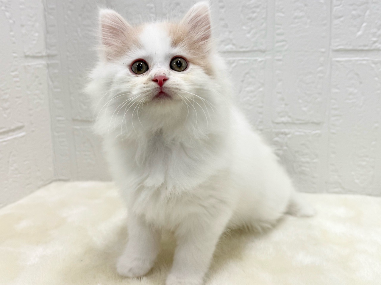 東京都のサイベリアン (かねだい青梅店/2025年10月12日生まれ/男の子/レッドホワイト)の子猫の4枚目の画像