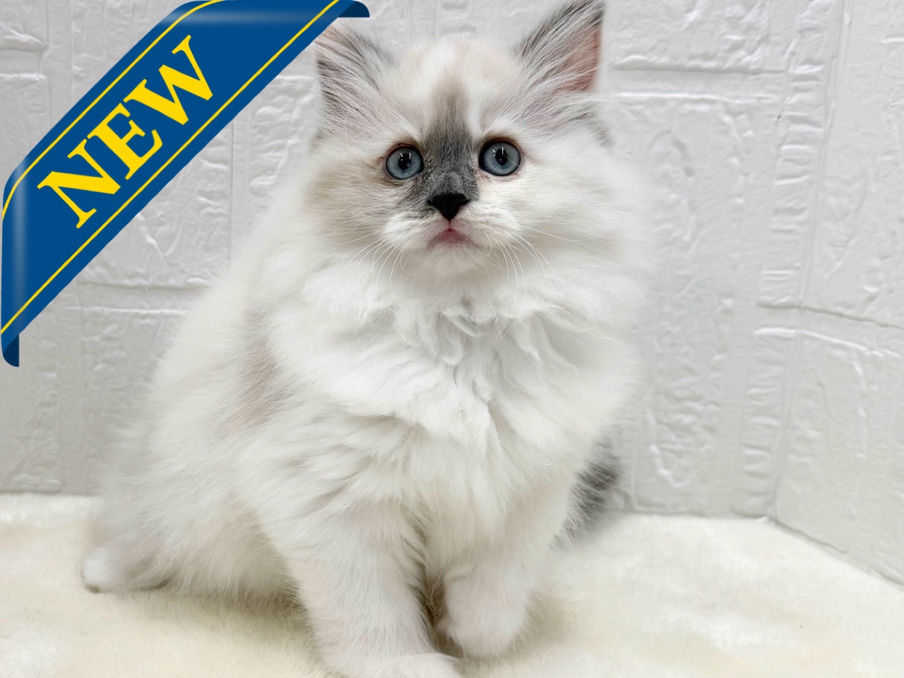 東京都のサイベリアン (かねだい青梅店/2025年10月12日生まれ/女の子/ブルーポイントホワイト)の子猫の1枚目の画像