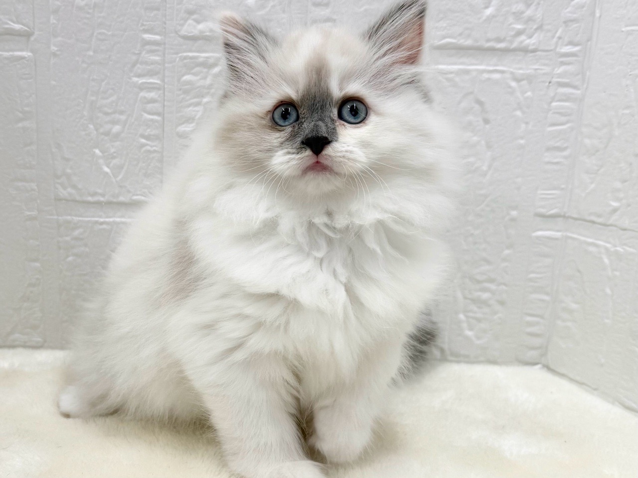 東京都のサイベリアン (かねだい青梅店/2025年10月12日生まれ/女の子/ブルーポイントホワイト)の子猫の2枚目の画像