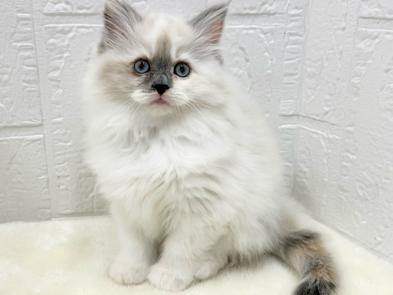 東京都のサイベリアン (かねだい青梅店/2025年10月12日生まれ/女の子/ブルーポイントホワイト)の子猫の4枚目の画像