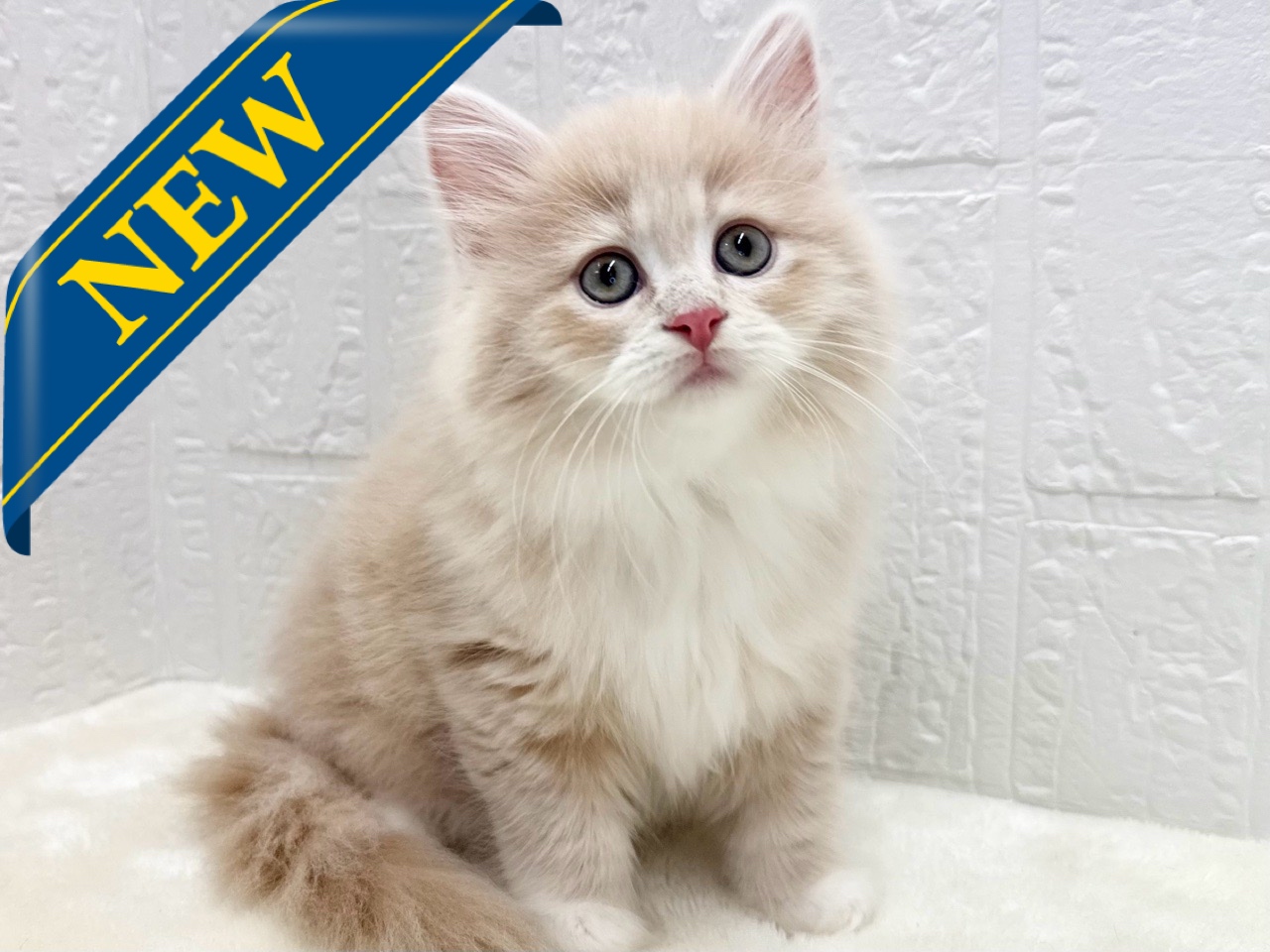 東京都のサイベリアン (かねだい青梅店/2025年10月12日生まれ/女の子/クリームタビー)の子猫の1枚目の画像