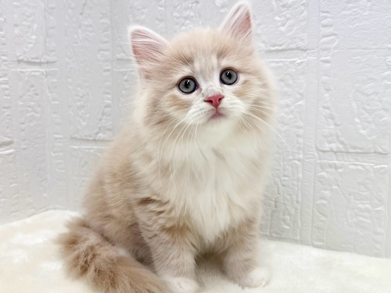 東京都のサイベリアン (かねだい青梅店/2025年10月12日生まれ/女の子/クリームタビー)の子猫の2枚目の画像