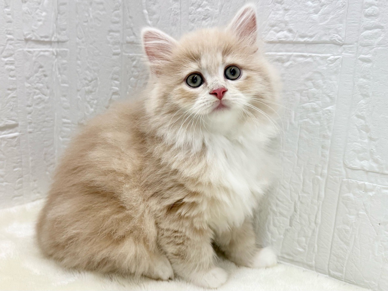 東京都のサイベリアン (かねだい青梅店/2025年10月12日生まれ/女の子/クリームタビー)の子猫の3枚目の画像