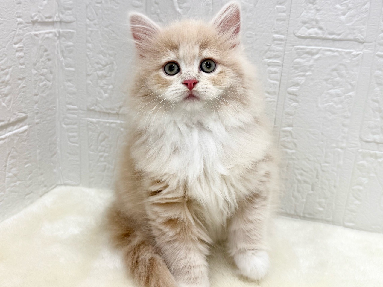 東京都のサイベリアン (かねだい青梅店/2025年10月12日生まれ/女の子/クリームタビー)の子猫の4枚目の画像